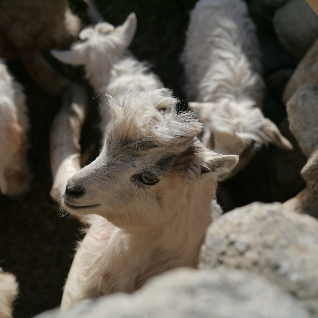 baby-goat-spangmik_hd