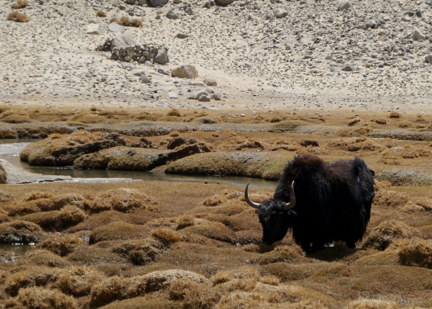 A yak having lunch.