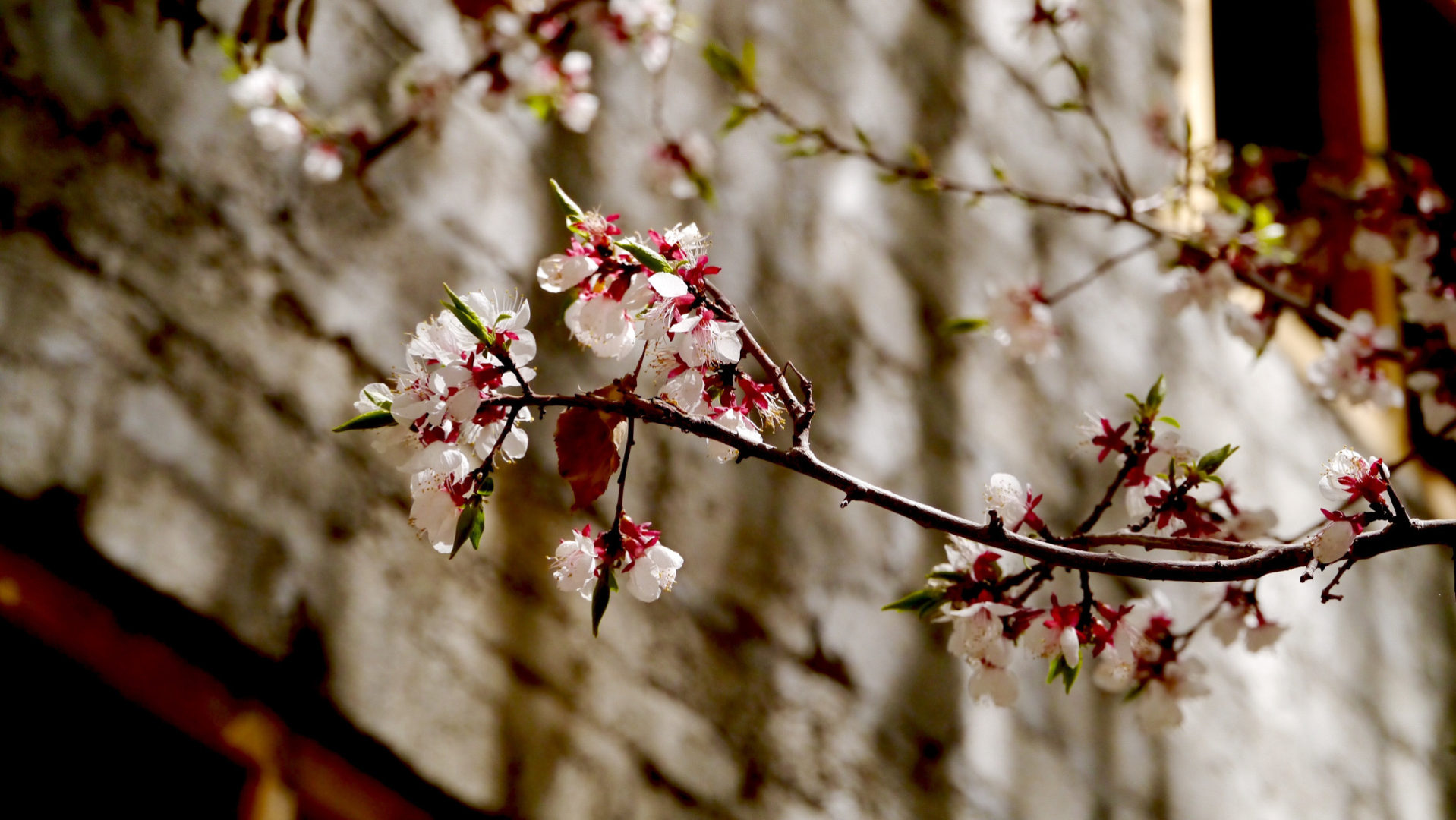 Pink blossoms in front of Hemis Monastery.