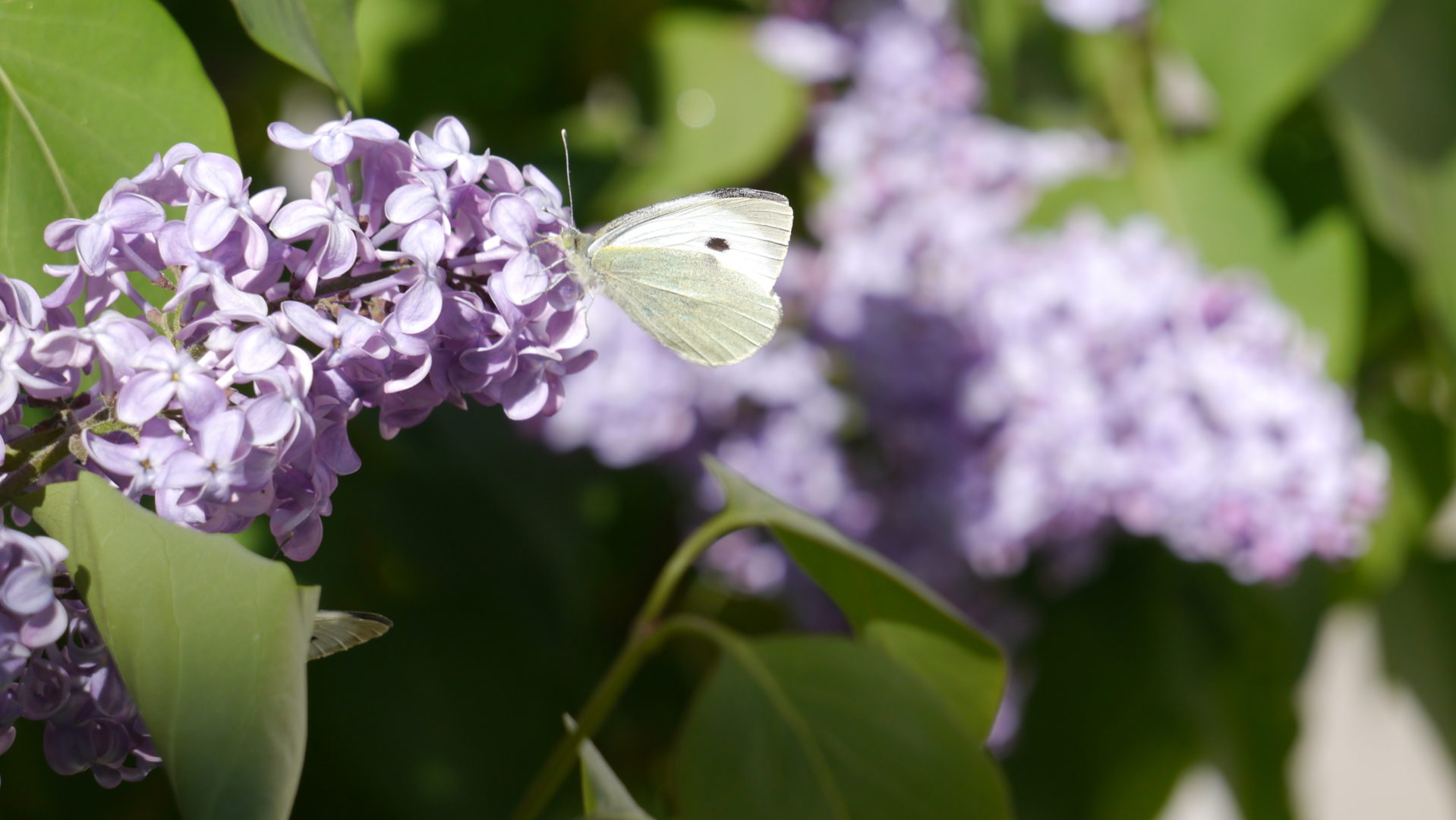 Butterfly in Ladakh