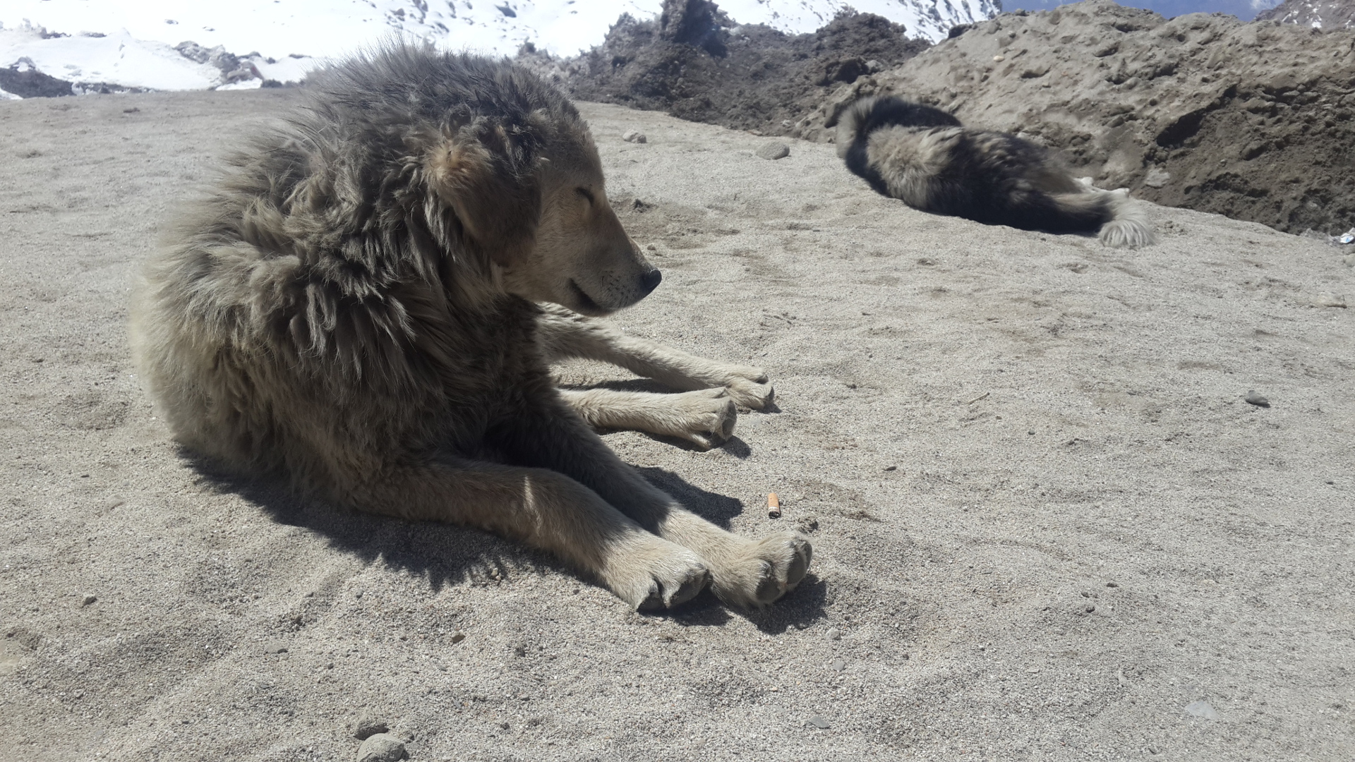 ladakh-grey-dog_hd