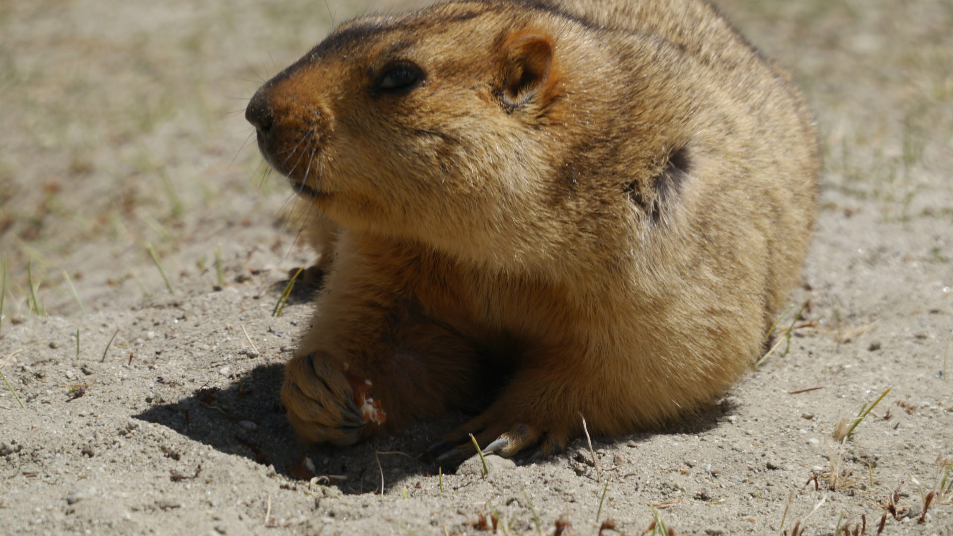 A marmot. Marmots are large squirrels that live on the ground. And since squirrels are basically tree rats, that makes marmots ... very, very large rats?