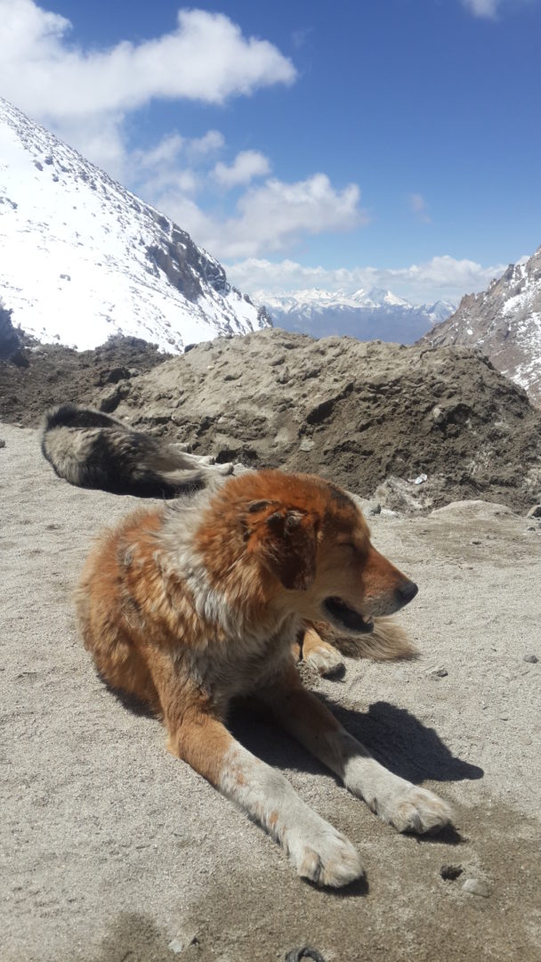 ladakh-red-dog_hd