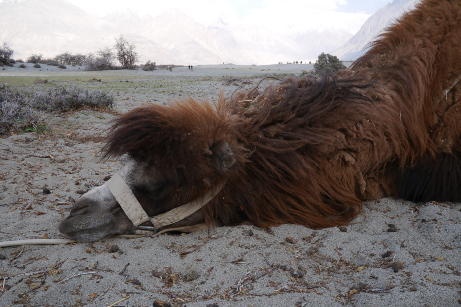 A tired bactrian camel after a long day of shuffling around tourists.